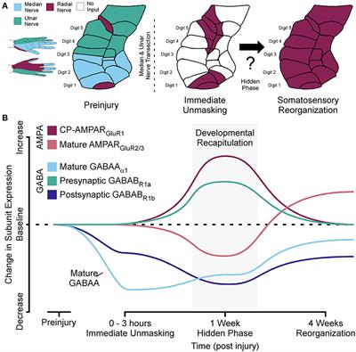 Adult neuroplasticity employs developmental mechanisms